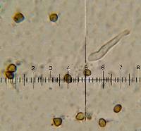 Psilocybe yungensis image