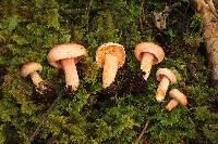 Lactarius salmonicolor image