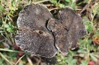 Tricholoma terreum image