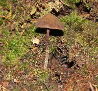 Psilocybe neoxalapensis image