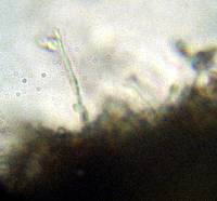 Psilocybe zapotecorum image
