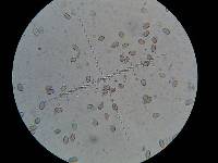 Psilocybe muliercula image