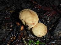 Lycoperdon pyriforme image