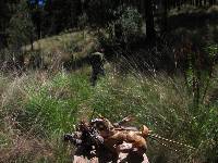 Psilocybe aztecorum image