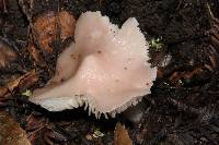 Hygrocybe calyptriformis var. calyptriformis image