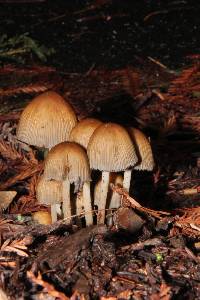 Coprinellus micaceus image