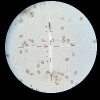 Psilocybe hoogshagenii image