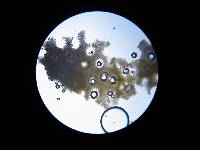Trametes versicolor image