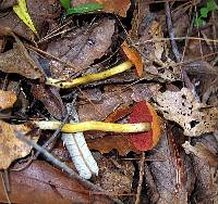 Cortinarius semisanguineus image