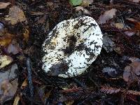 Russula brevipes image