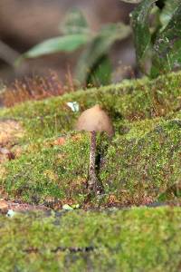 Psilocybe yungensis image