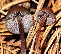 Psilocybe neoxalapensis image