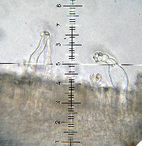 Inocybe hystrix image