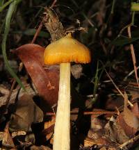 Entoloma murrayi image