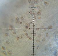 Psilocybe muliercula image