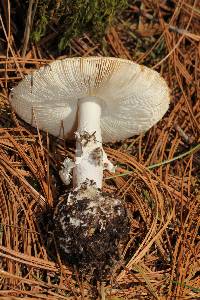 Amanita gemmata image