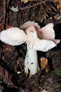 Hygrocybe calyptriformis var. calyptriformis image