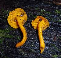 Cantharellus minor image