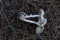 Leucoagaricus caerulescens image