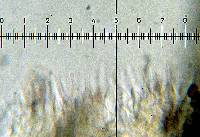 Psilocybe hoogshagenii var. hoogshagenii image