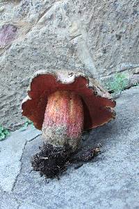 Boletus michoacanus image