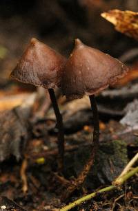 Psilocybe banderillensis image