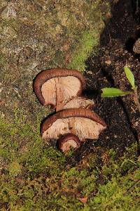 Melanoleuca yucatanensis image