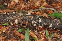Panellus stipticus image