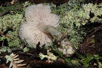 Hygrocybe calyptriformis var. calyptriformis image