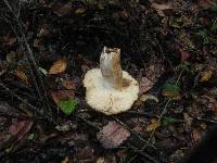 Russula fragrantissima image