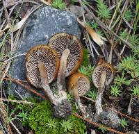 Psilocybe muliercula image