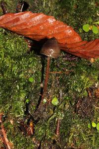 Psilocybe neoxalapensis image