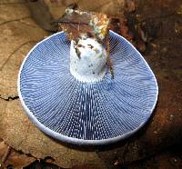 Lactarius indigo image