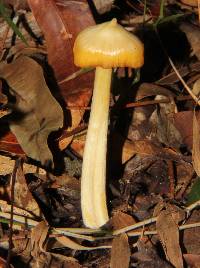 Entoloma murrayi image