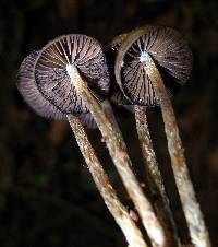 Psilocybe zapotecorum image