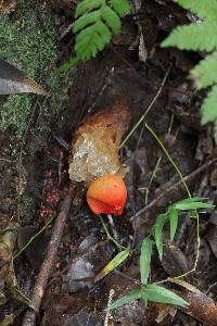 Calostoma cinnabarinum image