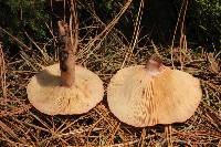 Lactarius vinaceorufescens image