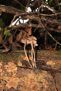 Psilocybe yungensis image