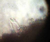 Psilocybe zapotecorum image