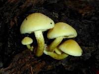 Hypholoma fasciculare image