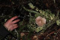 Hygrocybe calyptriformis var. calyptriformis image