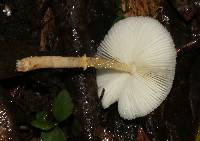 Leucocoprinus fragilissimus image