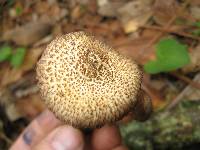 Inocybe hystrix image