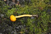 Pulveroboletus curtisii image