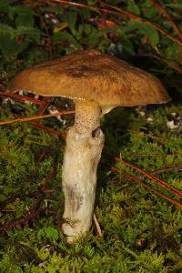 Suillus lutescens image