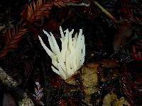 Clavaria fragilis image