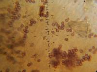 Psilocybe neoxalapensis image