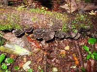 Trametes versicolor image