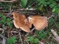 Leucopaxillus gentianeus image