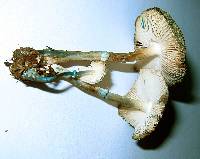 Leucoagaricus caerulescens image